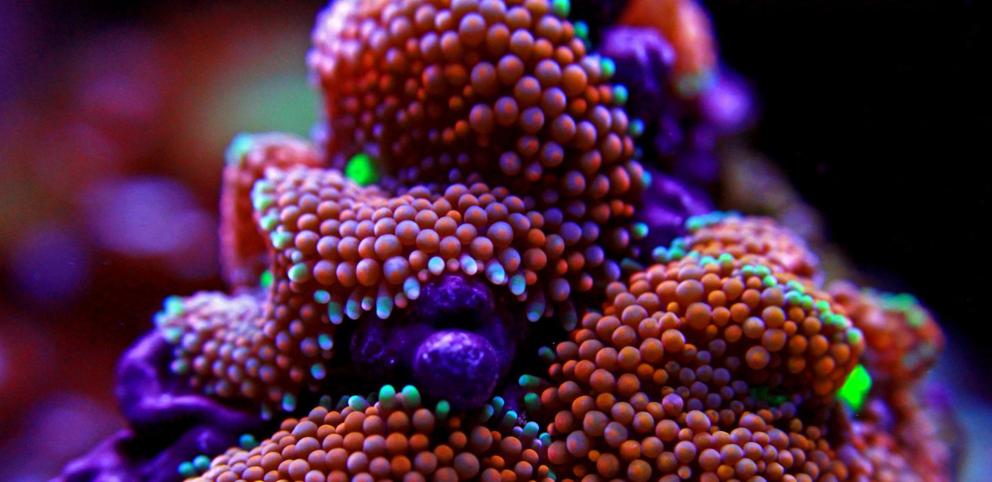 Framtiden för print 